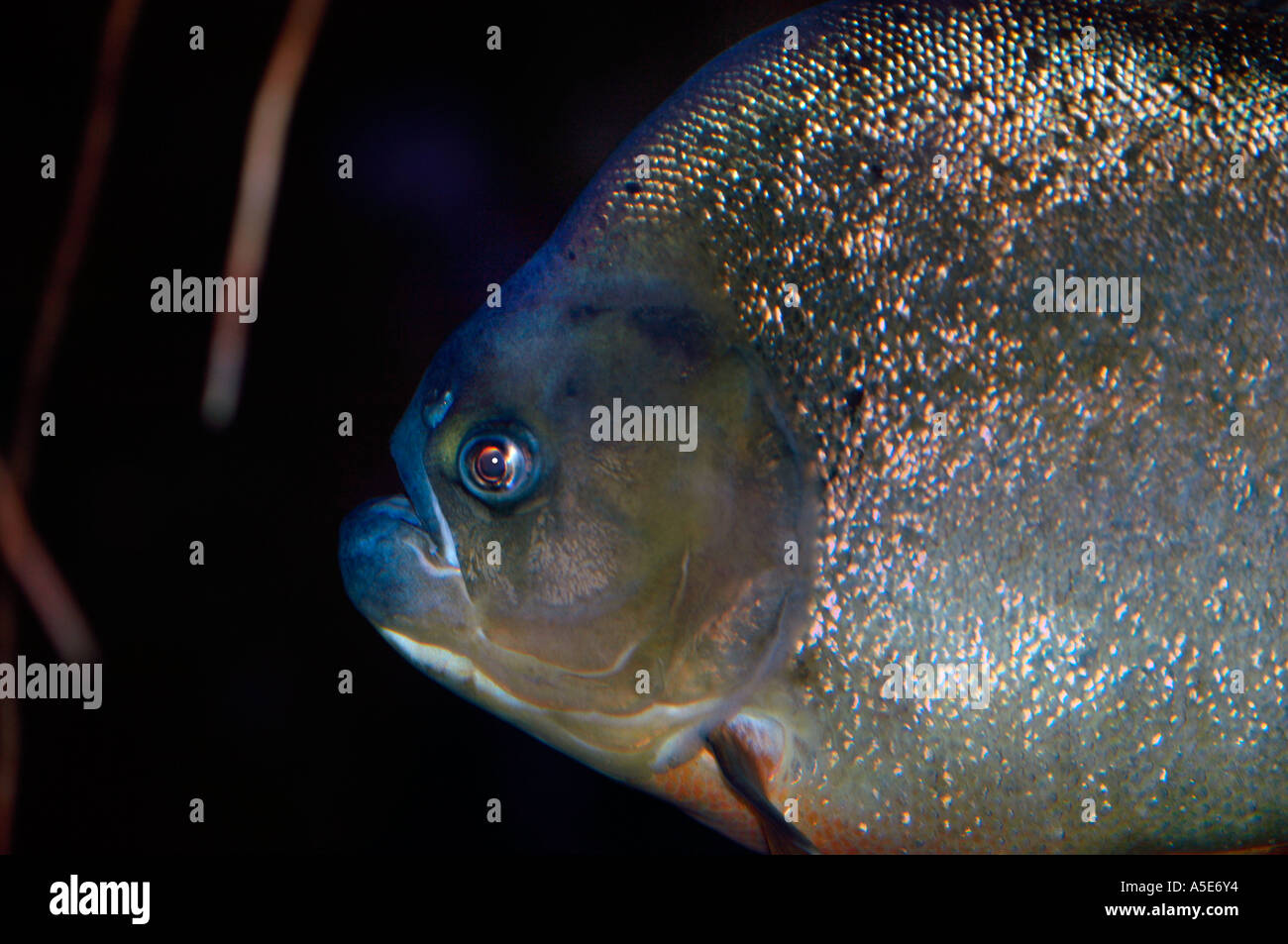Poisson Piranha à ventre rouge (Pygocentrus nattern) Banque D'Images