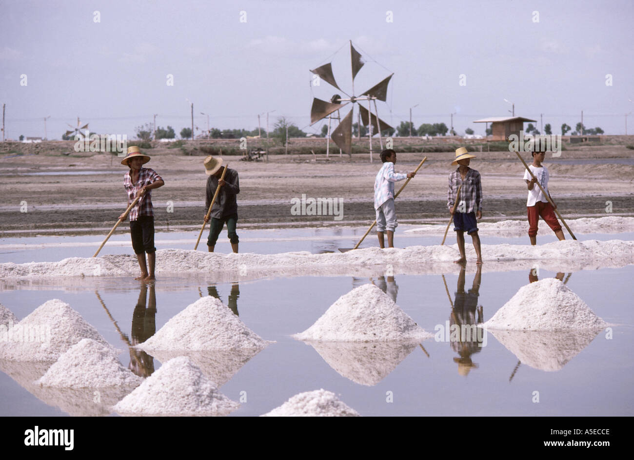 La production de sel sel sel de râtelage cristallisant sur lagon à Samut Songkhram Thaïlande Banque D'Images