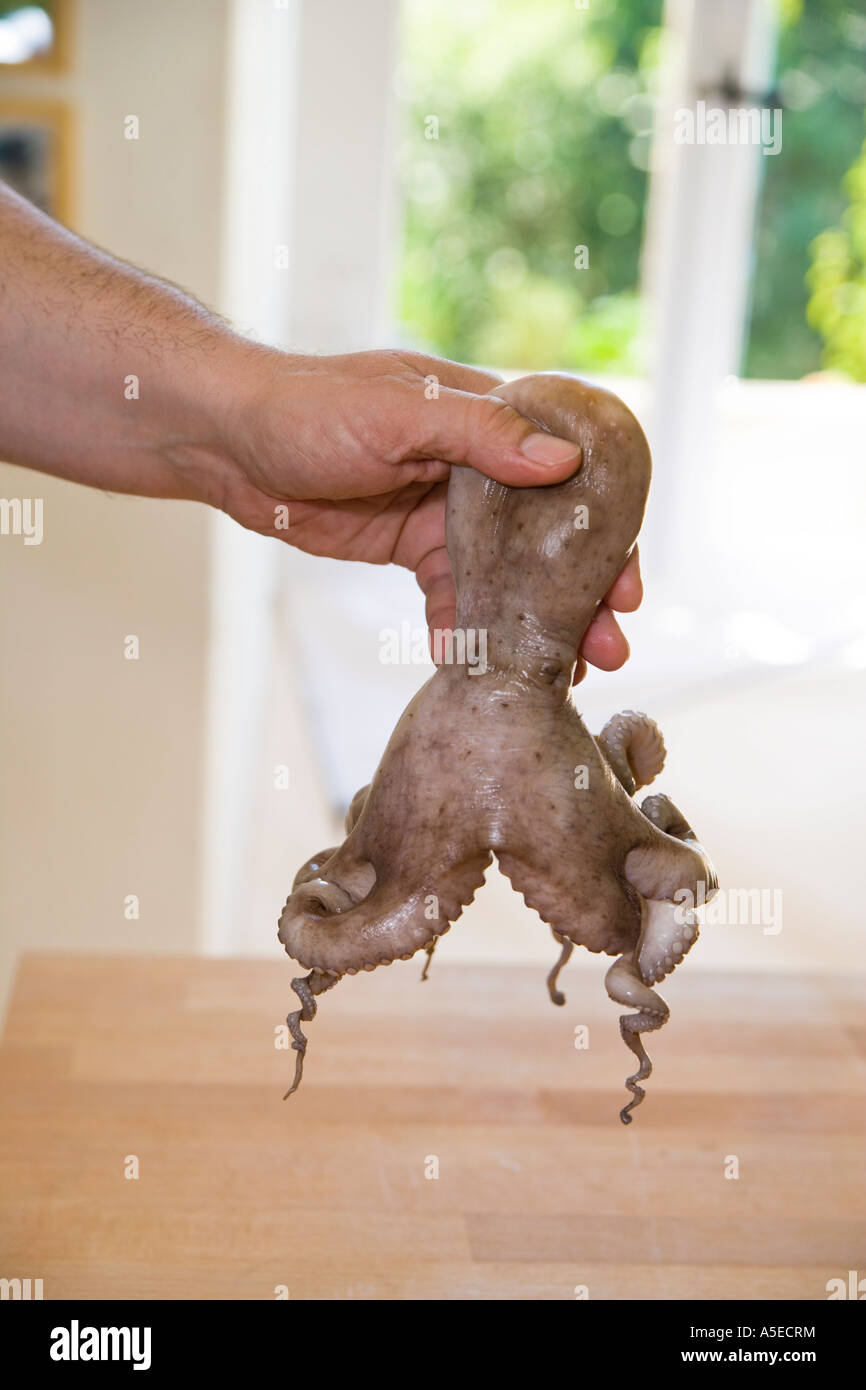 Homme tenant dans ses mains la pieuvre Banque D'Images