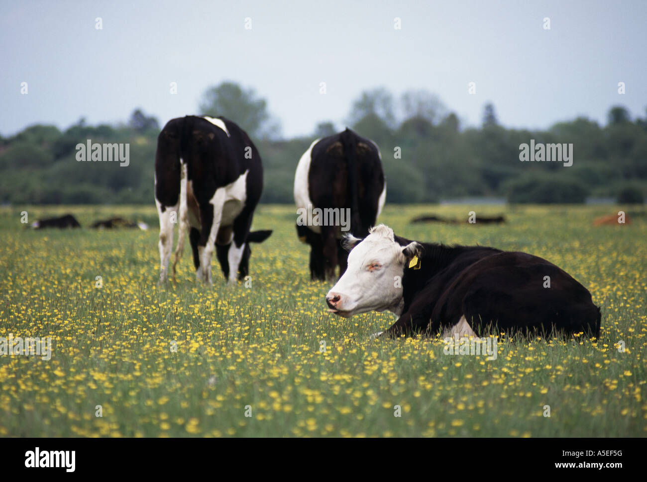 Trois vaches Holstein Friesian le pâturage dans le domaine de la renoncule jaune fleurs, Port Meadow terres communes, Oxford, England, UK Banque D'Images