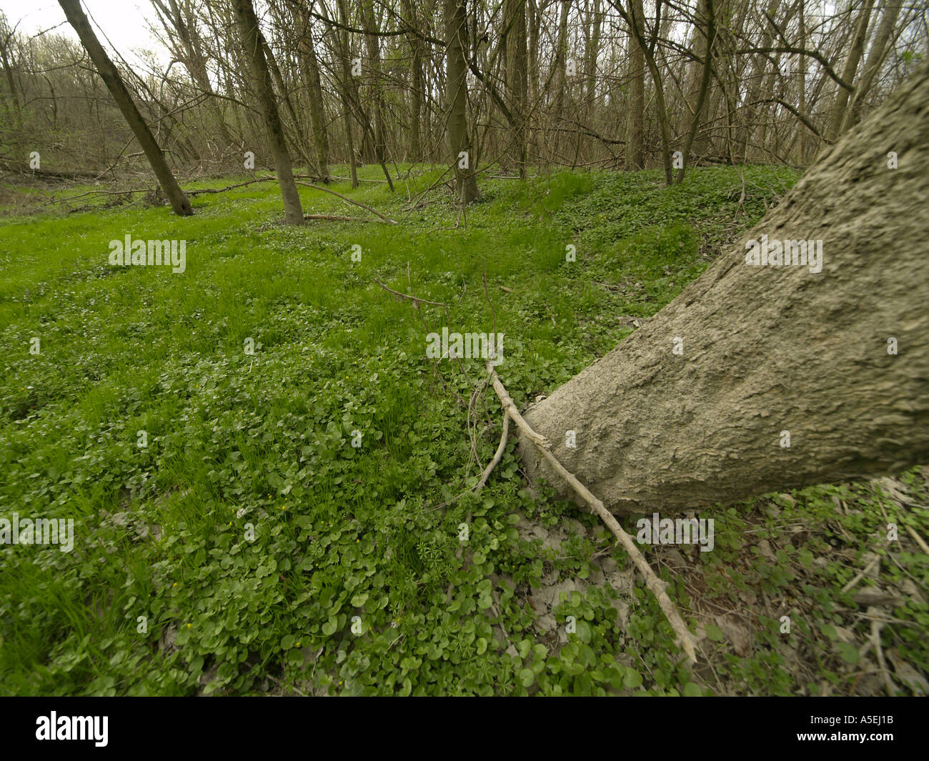 Le parc national Donauauen Banque D'Images