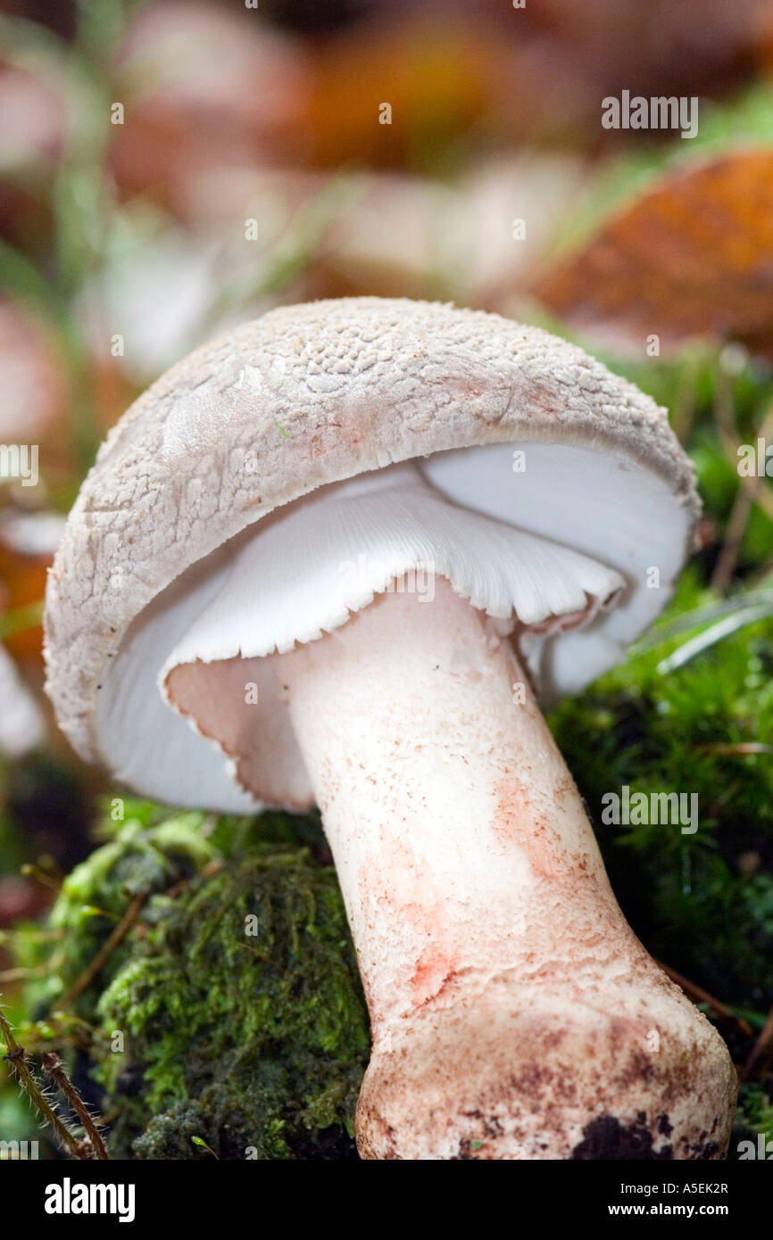 Porphyrie Amanita Amanita voilé gris Banque D'Images