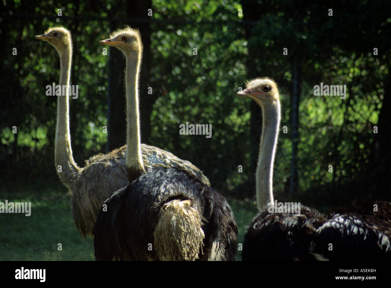 Un trio d'autruches, Struthio camelus, un oiseau d'Afrique, d'échanges avec les regards curieux des visiteurs du zoo. Banque D'Images