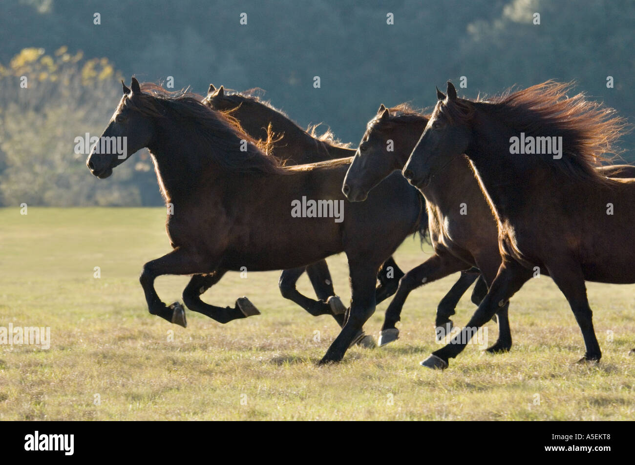Troupeau de chevaux frisons noirs galops en silhouette d'un côté Banque D'Images