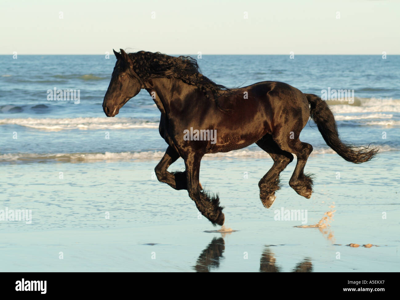 Étalon frison s'étend le long du littoral sur la plage au coucher du soleil Banque D'Images