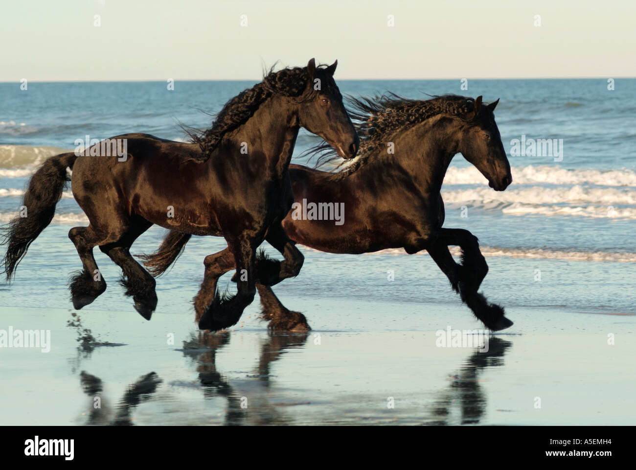 Paire de chevaux frisons le long de plage au coucher du soleil Banque D'Images