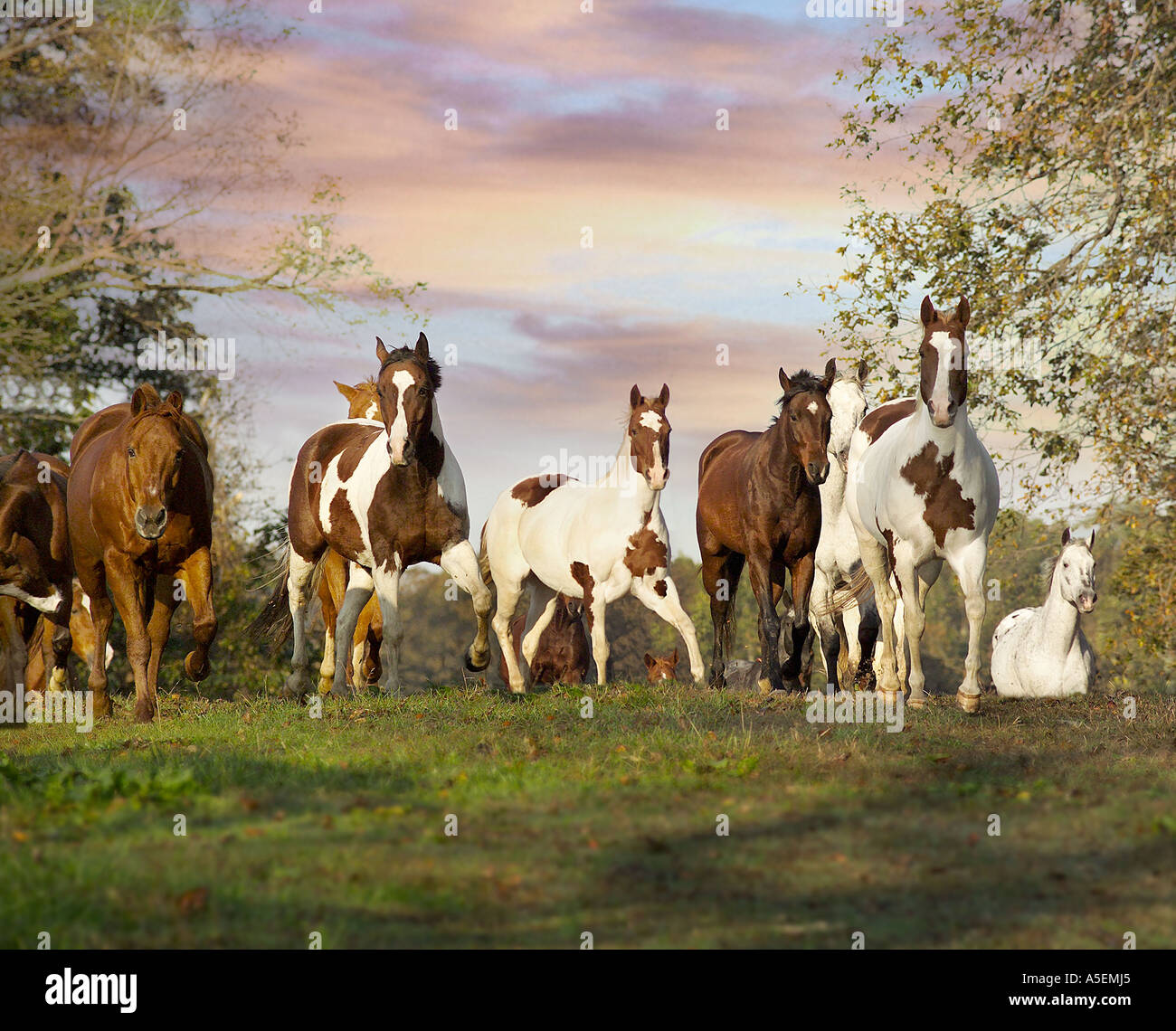 Troupeau mélangé de chevaux galope vers nous sur un lieu Banque D'Images