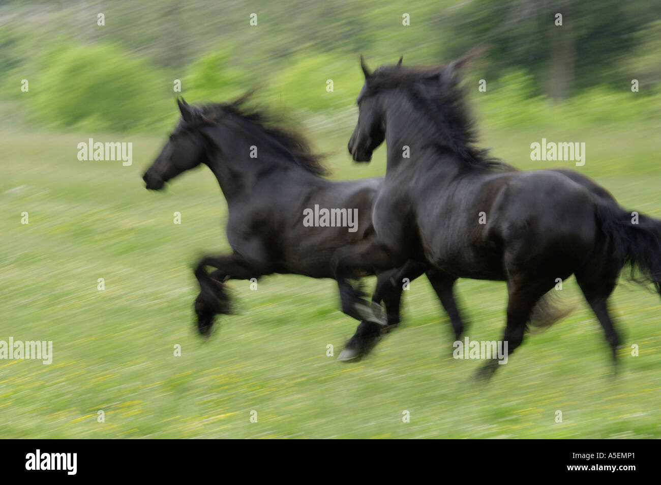 Blur action de deux chevaux frisons noirs en travers de prairie à herbes hautes Banque D'Images