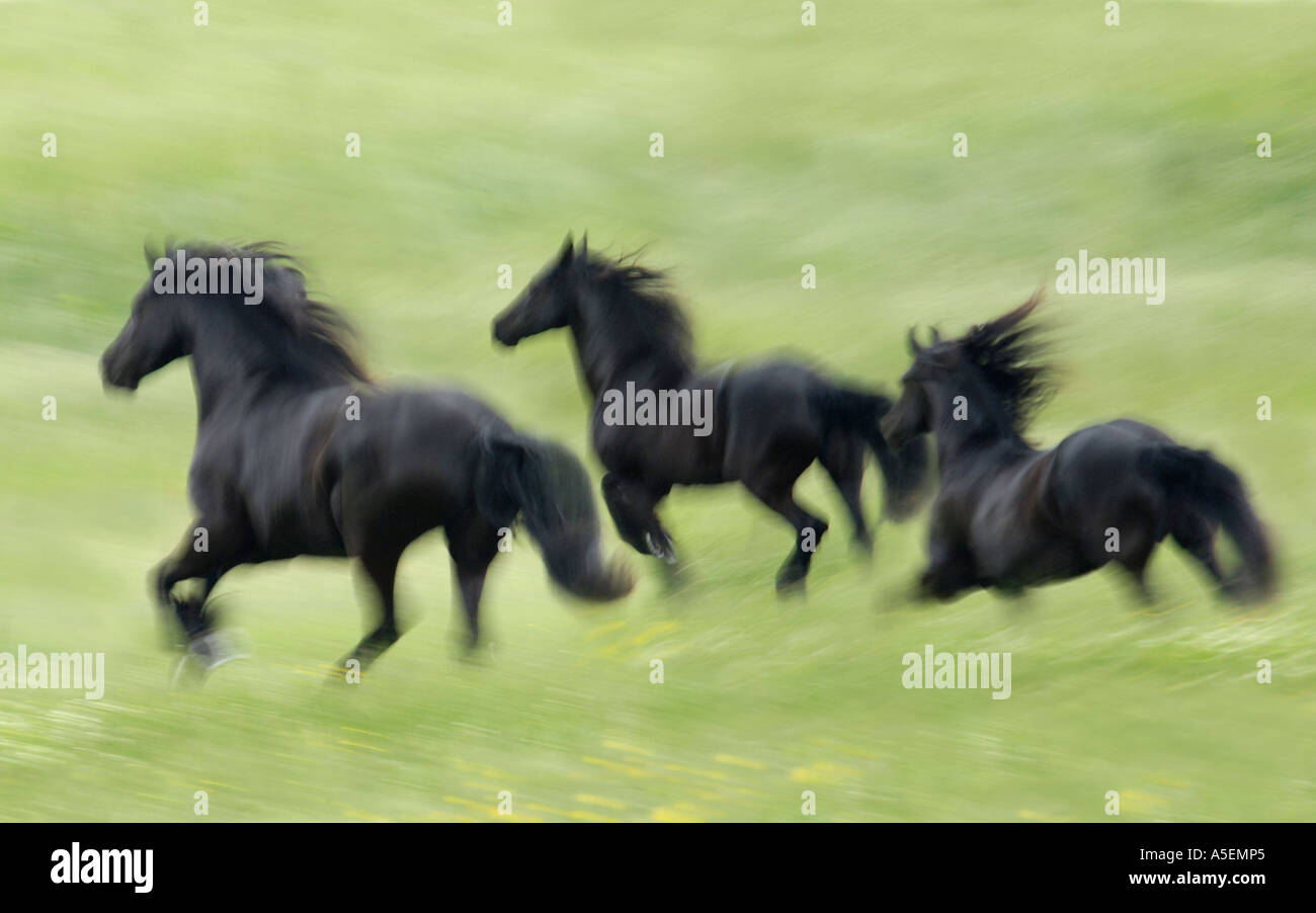 Blur action de trois chevaux frisons noirs en travers de prairie à herbes hautes Banque D'Images