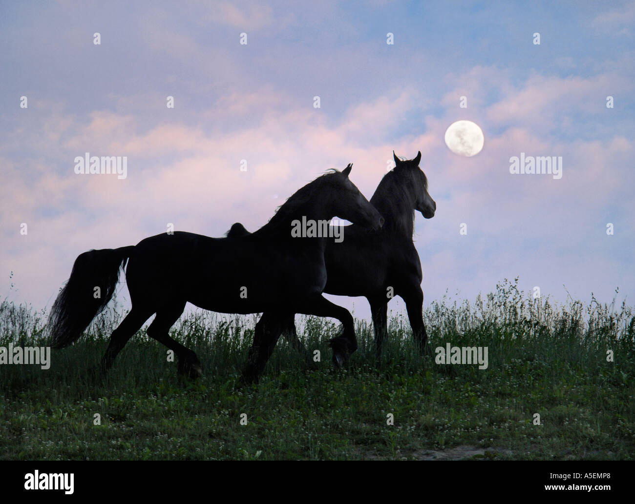 Deux juments cheval frison silhouette sur une colline avec de hautes herbes et de la lune Banque D'Images