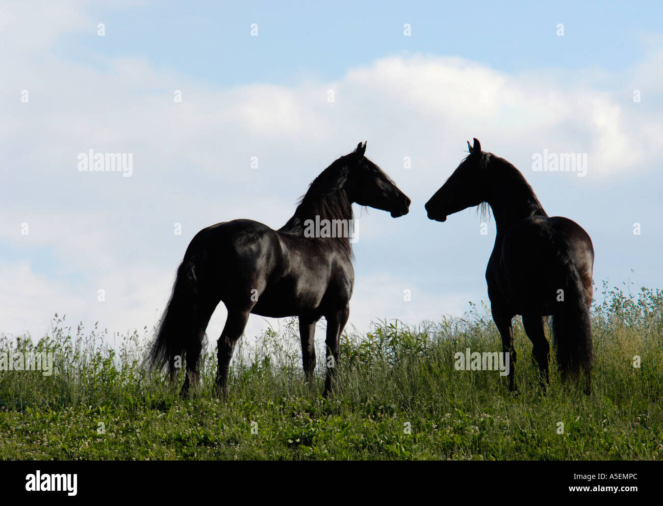 Deux juments cheval frison silhouette sur une colline avec de hautes herbes Banque D'Images
