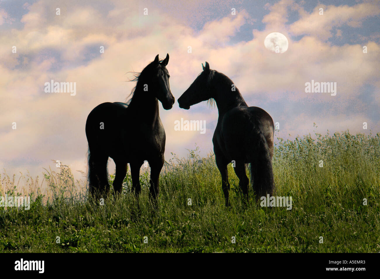Deux juments cheval frison silhouette en lune sur une colline avec de hautes herbes Banque D'Images