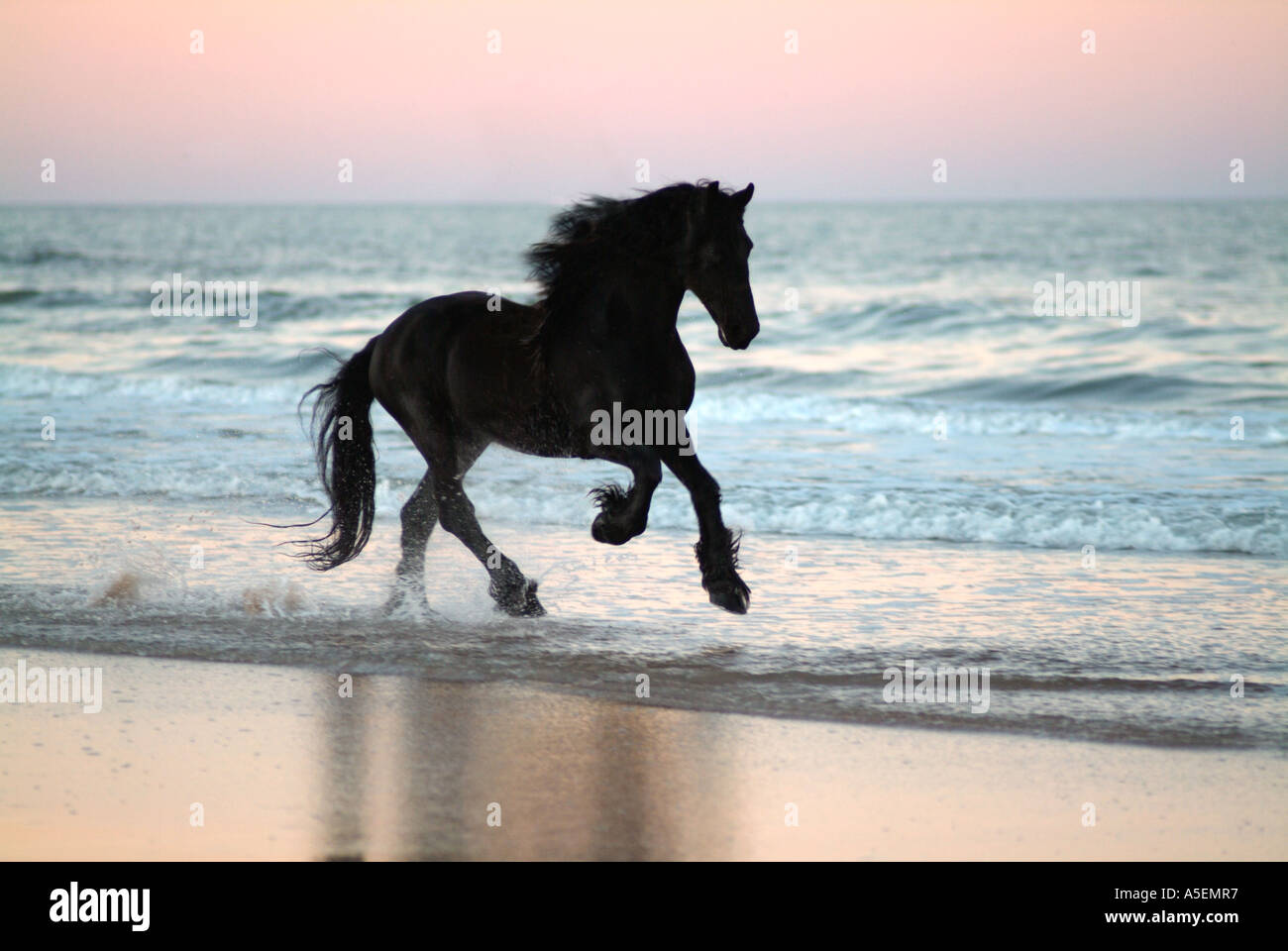 Cheval frison étalon et sur la plage au crépuscule Banque D'Images