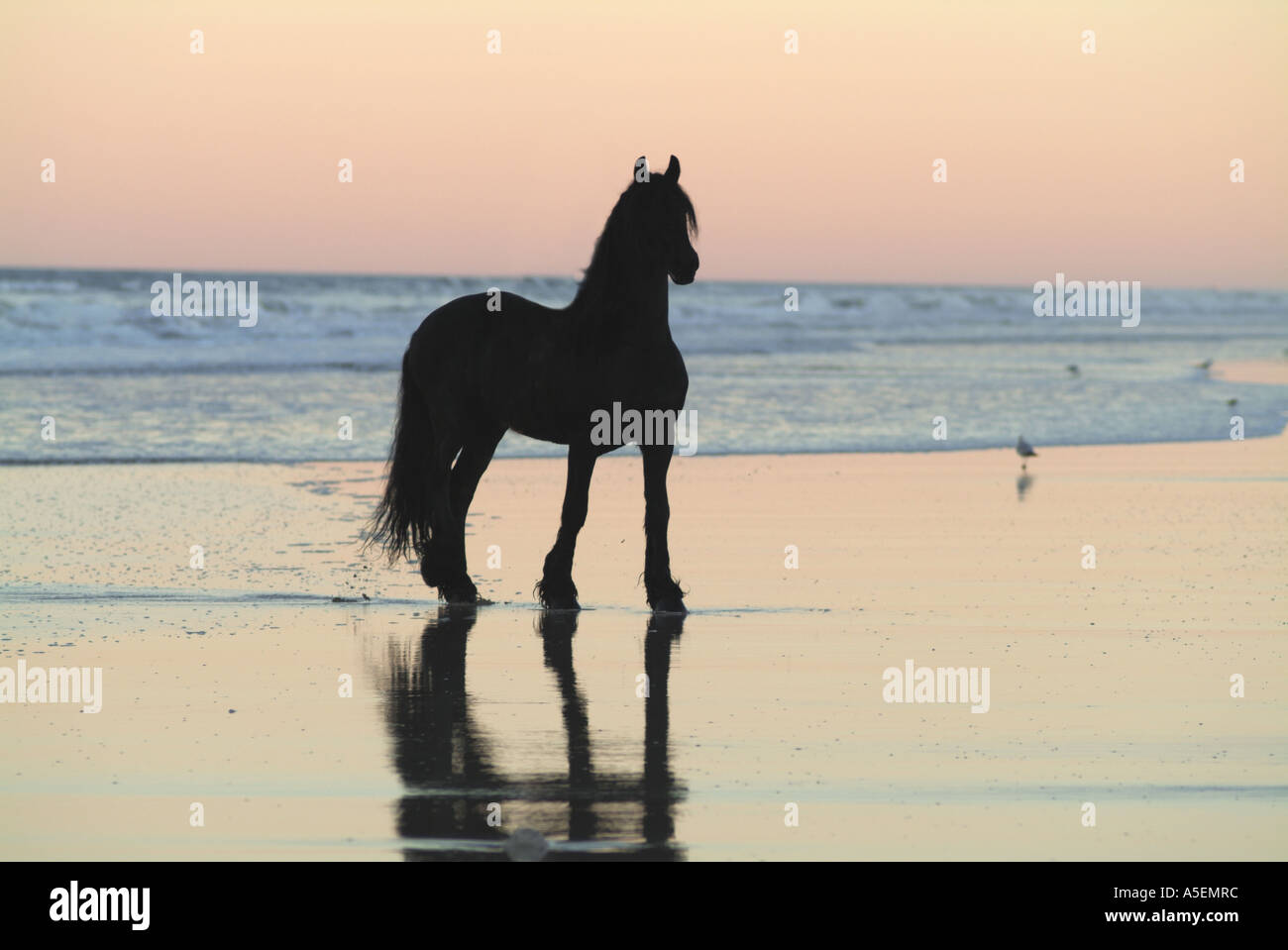 Cheval frison étalon et sur la plage au crépuscule Banque D'Images