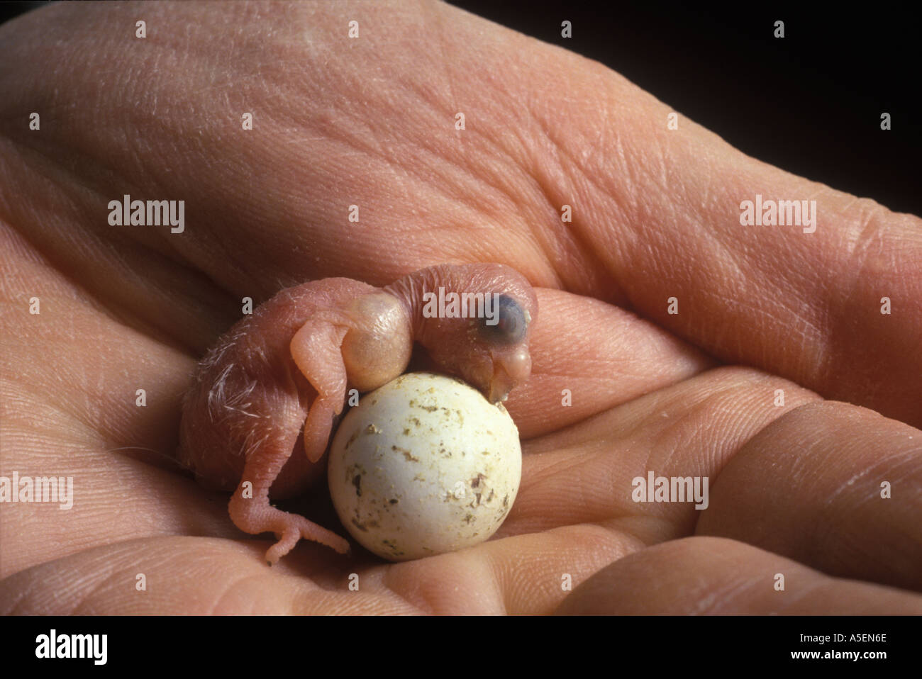 Un Jour Un Vieux Bebe Perruche Ondulee Et L œuf Dans La Main D Un Eleveur Qui Vivent Dans L Hotel Budgie Scunthorpe Photo Stock Alamy