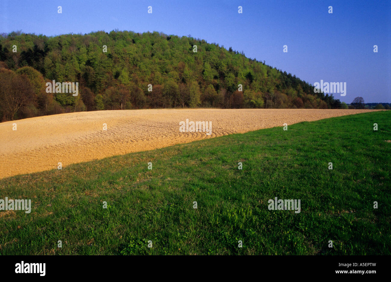 Czubatka hill , , région Roztocze loess dans le sud-est de la Pologne Banque D'Images