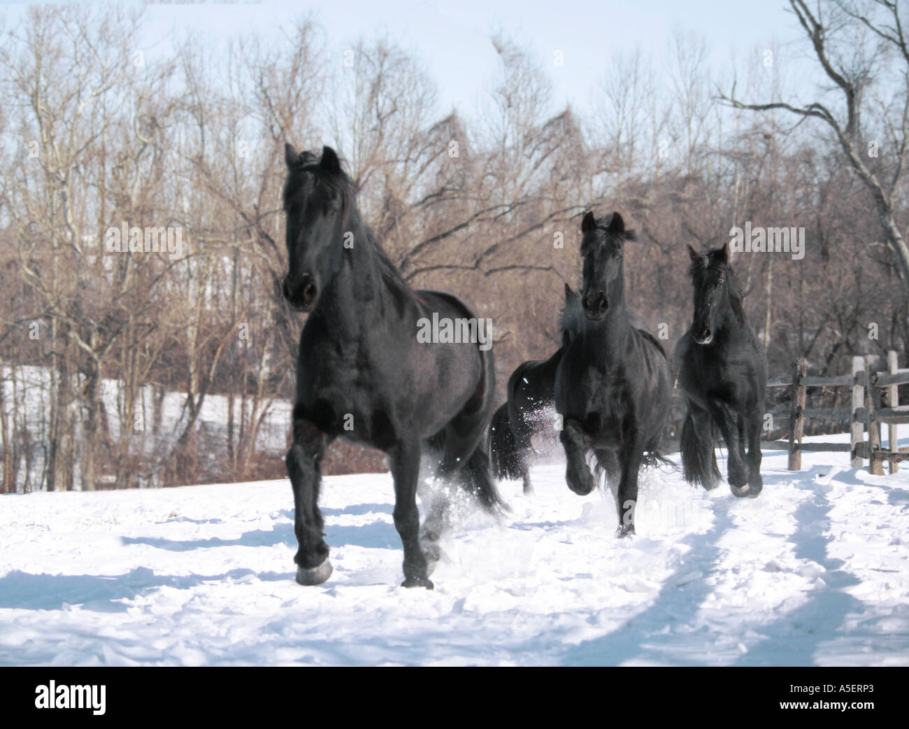 Troupeau de quatre chevaux frison courir vers nous dans la neige Banque D'Images