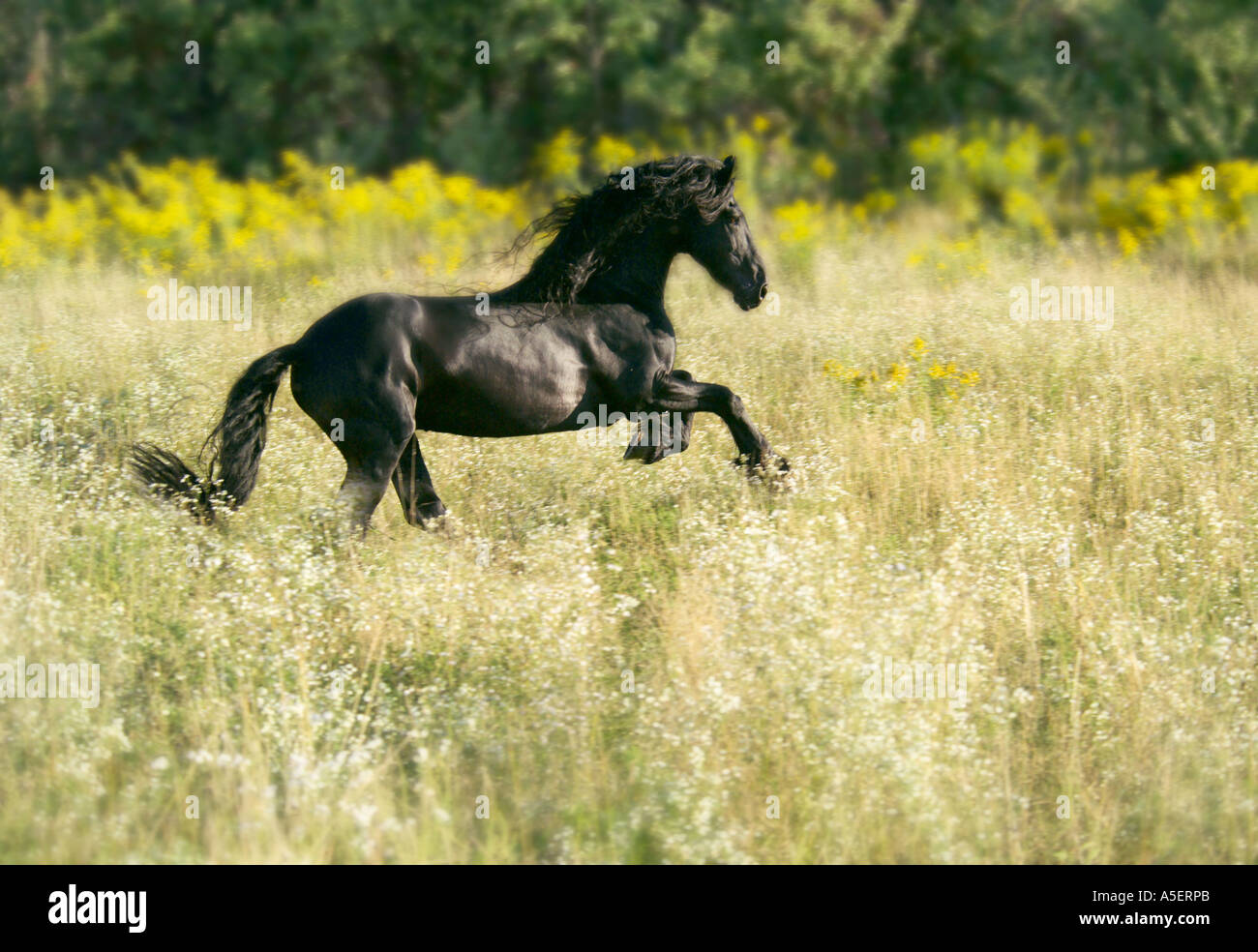 Cheval frison étalon galope à travers l'automne wildflower meadow Banque D'Images