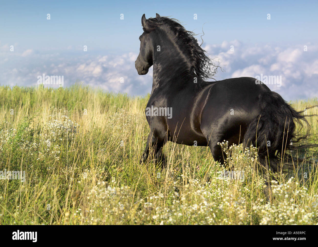 Cheval frison étalon traverse wild prairie avec cloulds visible ci-dessous Banque D'Images