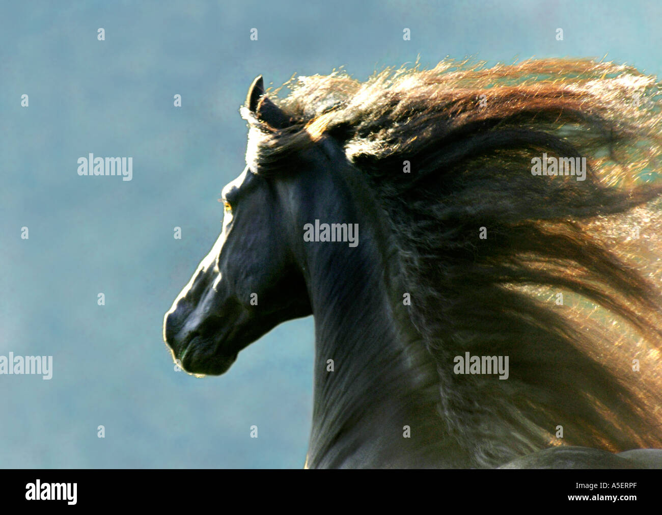 Tête de 12 ans cheval frison étalon avec une longue crinière qui coule et rétro-éclairées Banque D'Images