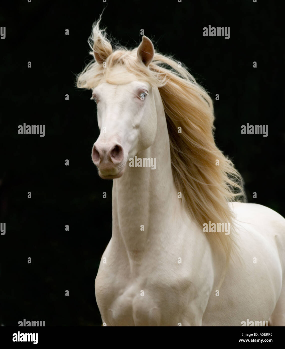 Chef de cremello Rocky Mountain Horse stallion sur fond sombre Banque D'Images