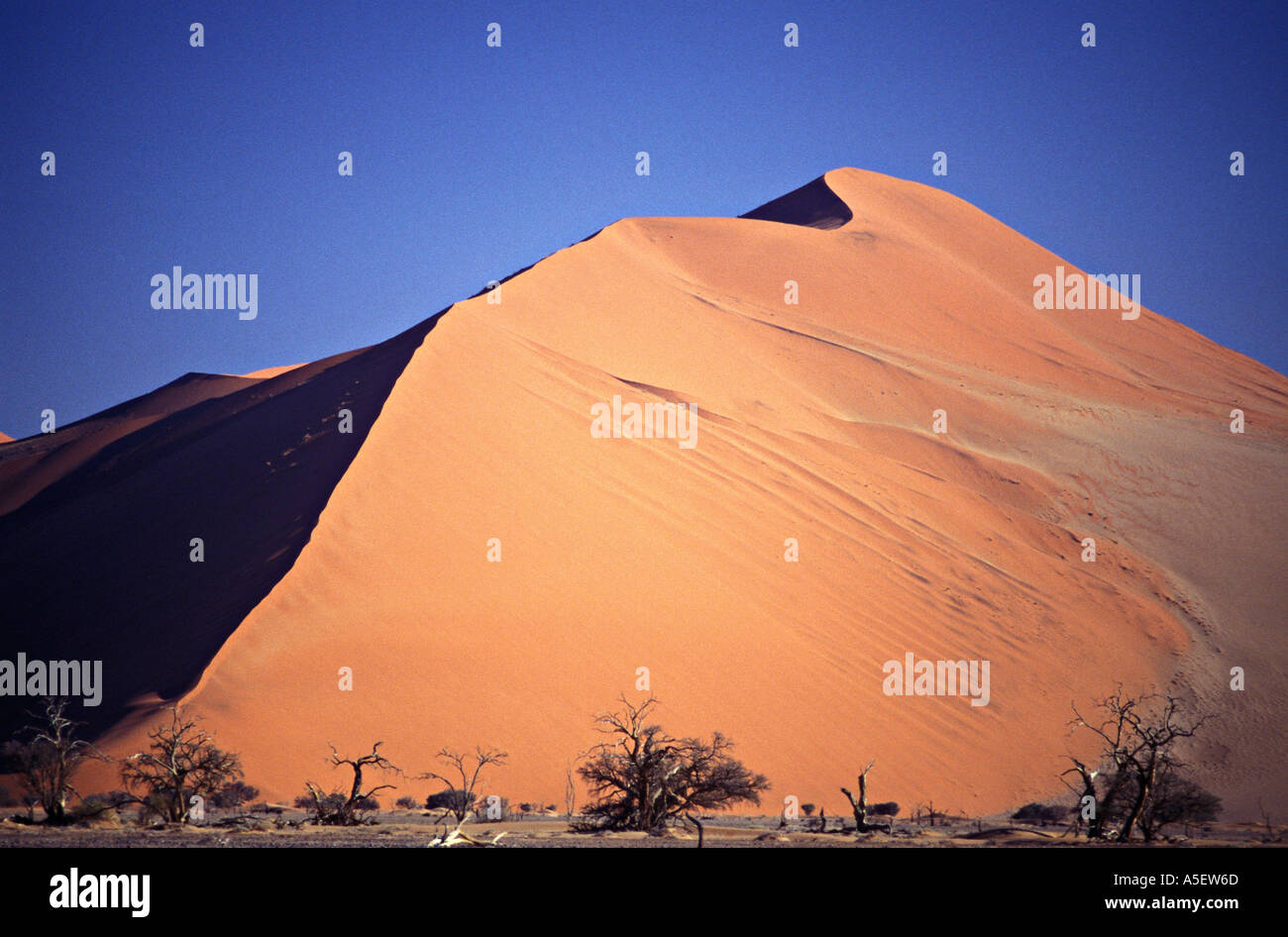 Les grandes dunes de sable avec des arbres en Afrique Namibie Banque D'Images