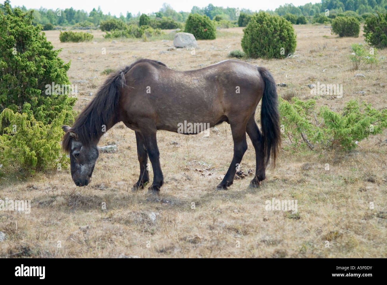 Le Cheval Le Plus Maigre Du Monde Skinny old horse Banque de photographies et d'images à haute résolution - Alamy