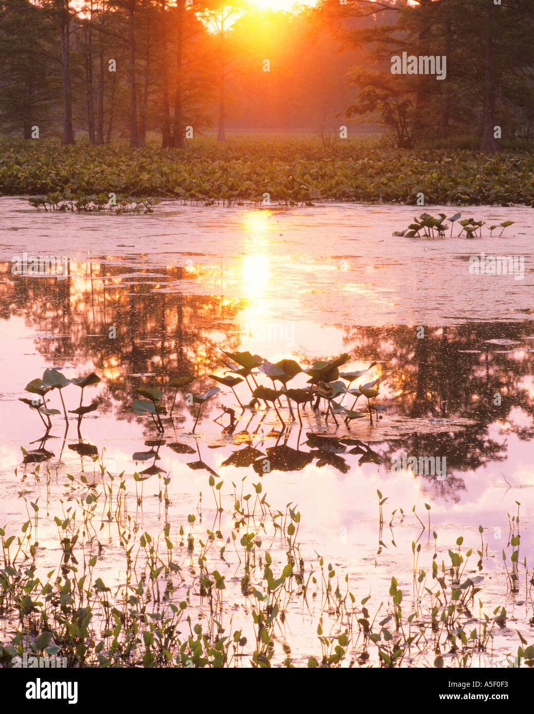 Lever de soleil sur l'étang de lotus Banque D'Images