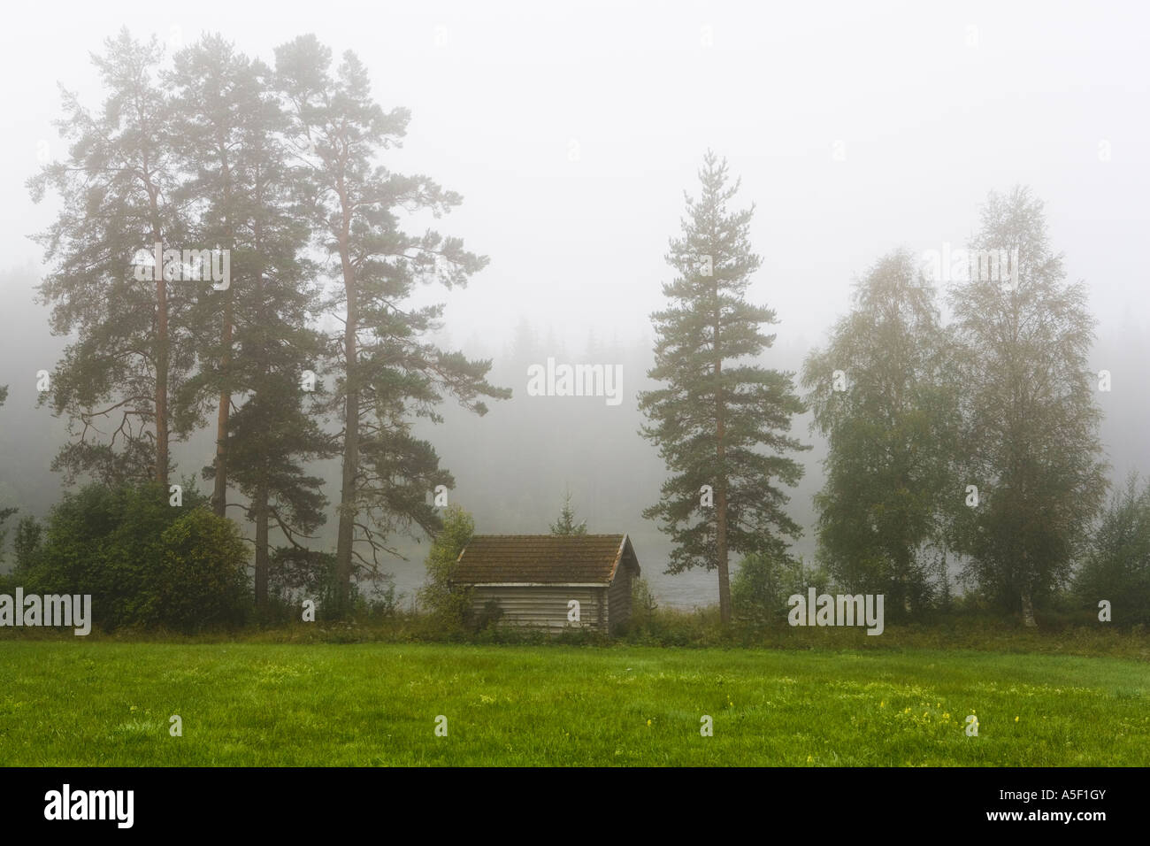 Foggy moring à Dalecarlia, Suède. Banque D'Images