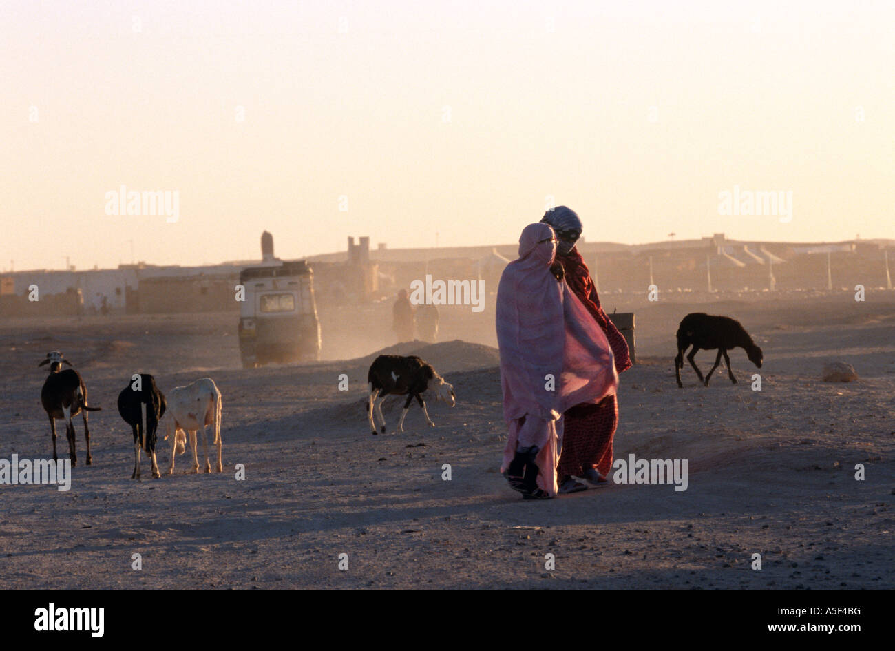 Caprin dans le camp de réfugiés sahraouis de Tindouf, dans l'ouest de l'Algérie, Banque D'Images