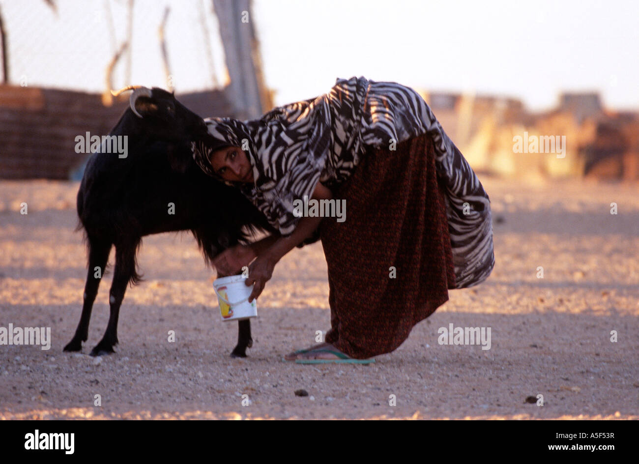 Traire la chèvre, femme du camp de réfugiés sahraouis de Tindouf, dans l'ouest de l'Algérie, Banque D'Images