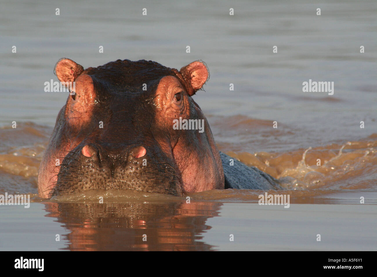 KENYA : Hippopotame, hippopotame, sur le lac Baringo au Kenya, safari Banque D'Images