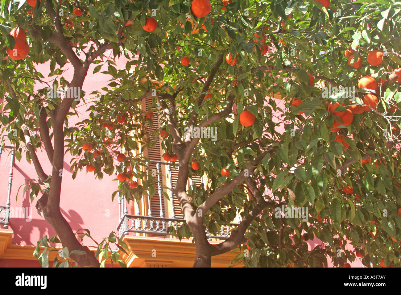 Les oranges de Séville espagne andalousie arbres fruitiers symbolique Banque D'Images