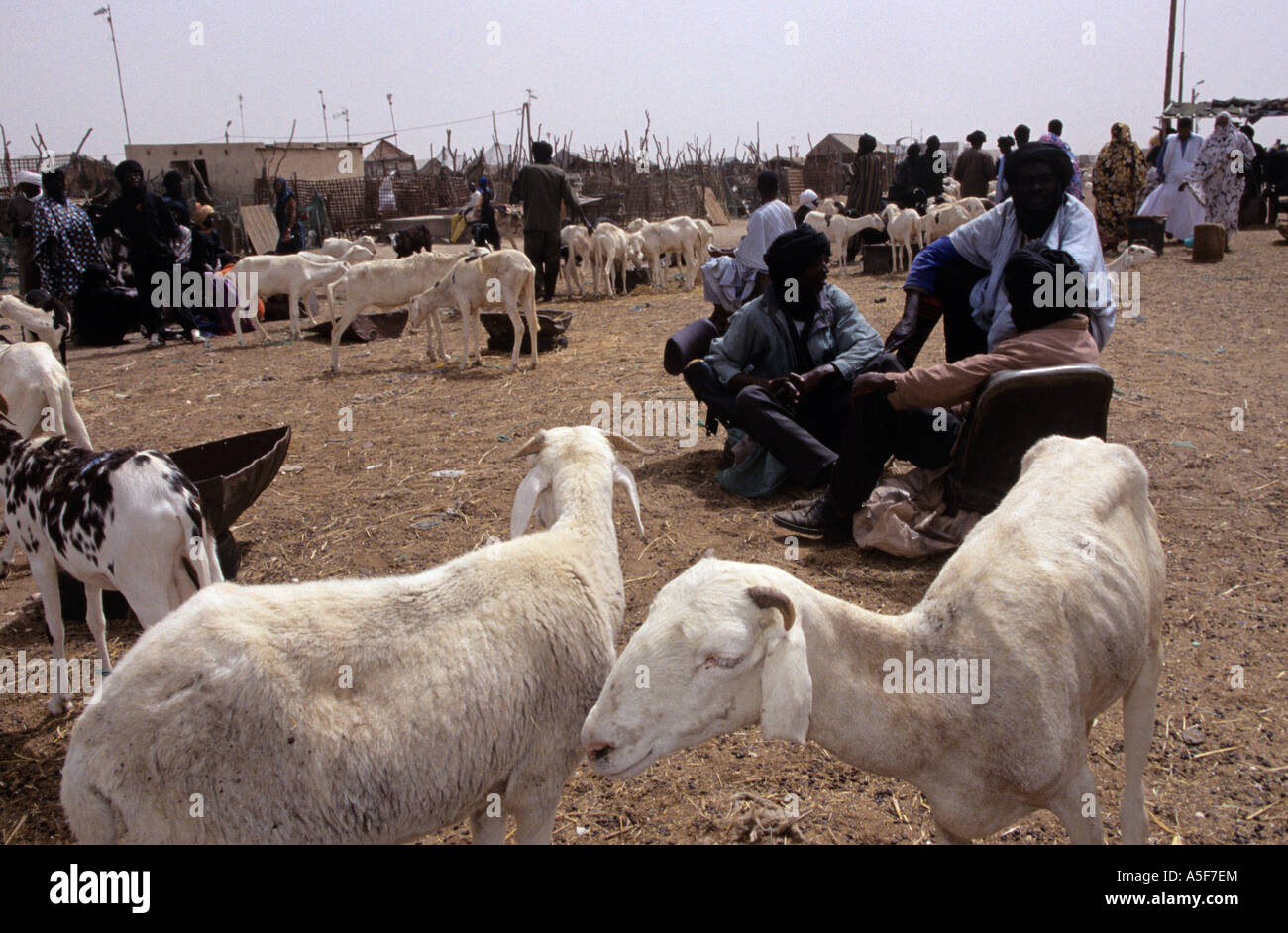 Avec la tribu des chèvres, la Mauritanie, l'ouest de l'Algérie Banque D'Images