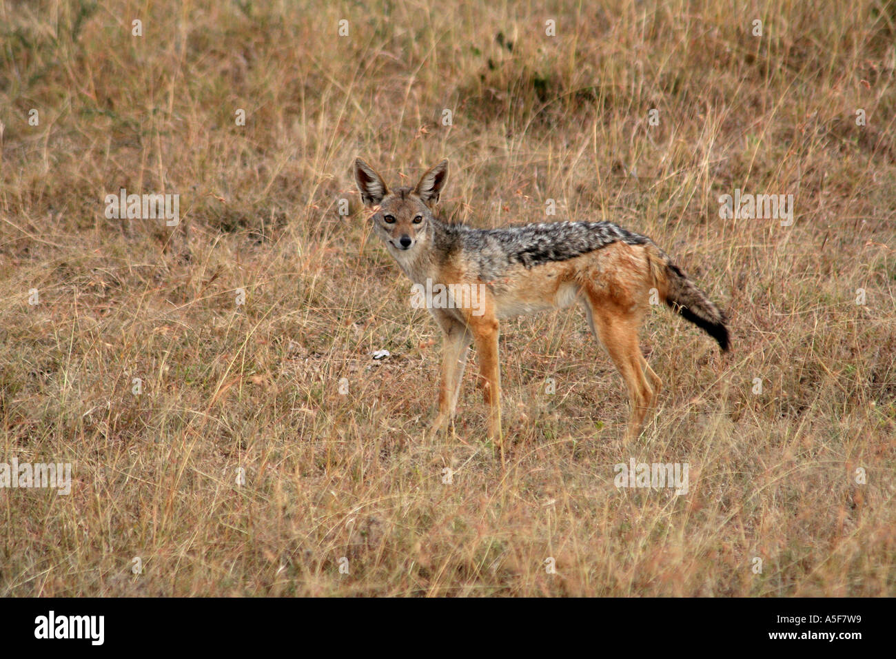 Chacal Canis mesomelas noir soutenu l'exécution de Masai Mara, Kenya Banque D'Images