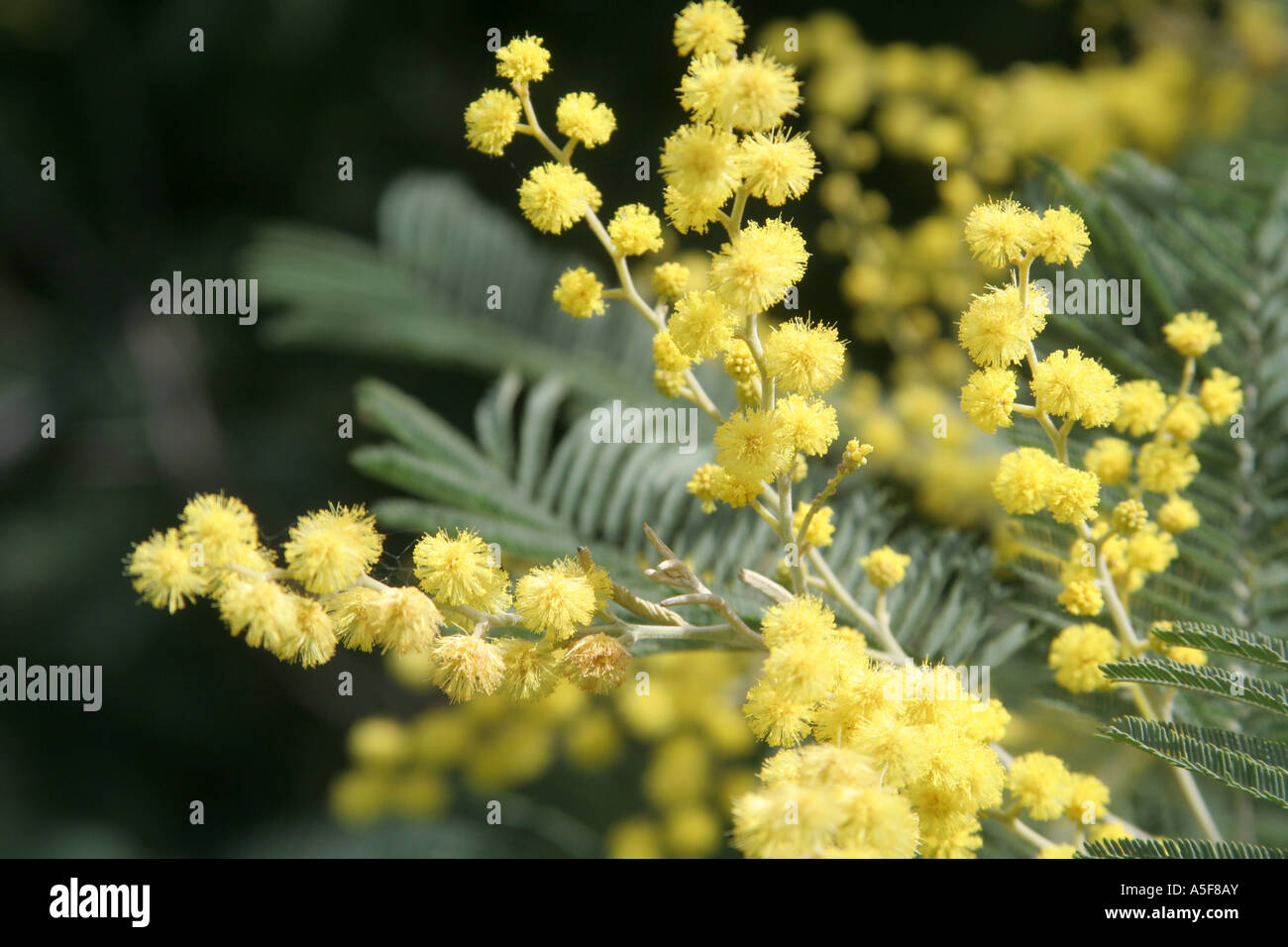 La floraison du mimosa Acacia dealbata Algarve Portugal Banque D'Images