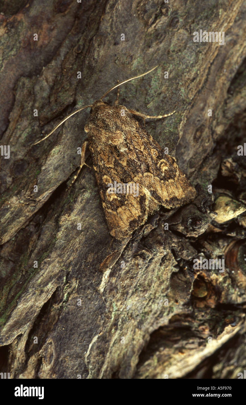 Espèce rustique Flounced Luperina testacea Banque D'Images