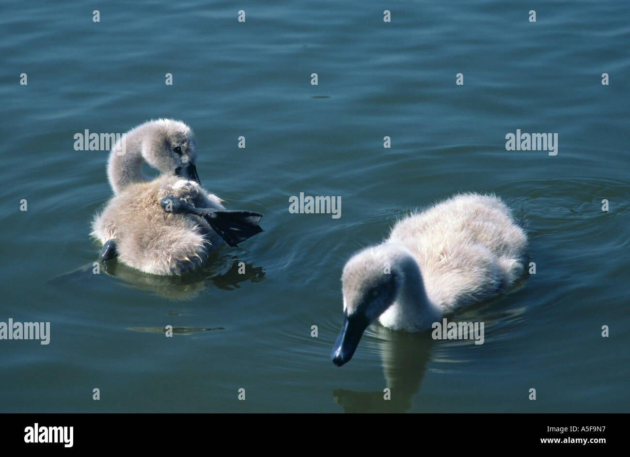 Les jeunes cygnes tuberculés détente sur l'eau Banque D'Images