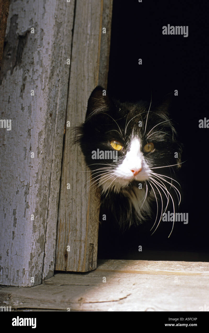 Un chat noir et blanc Banque D'Images