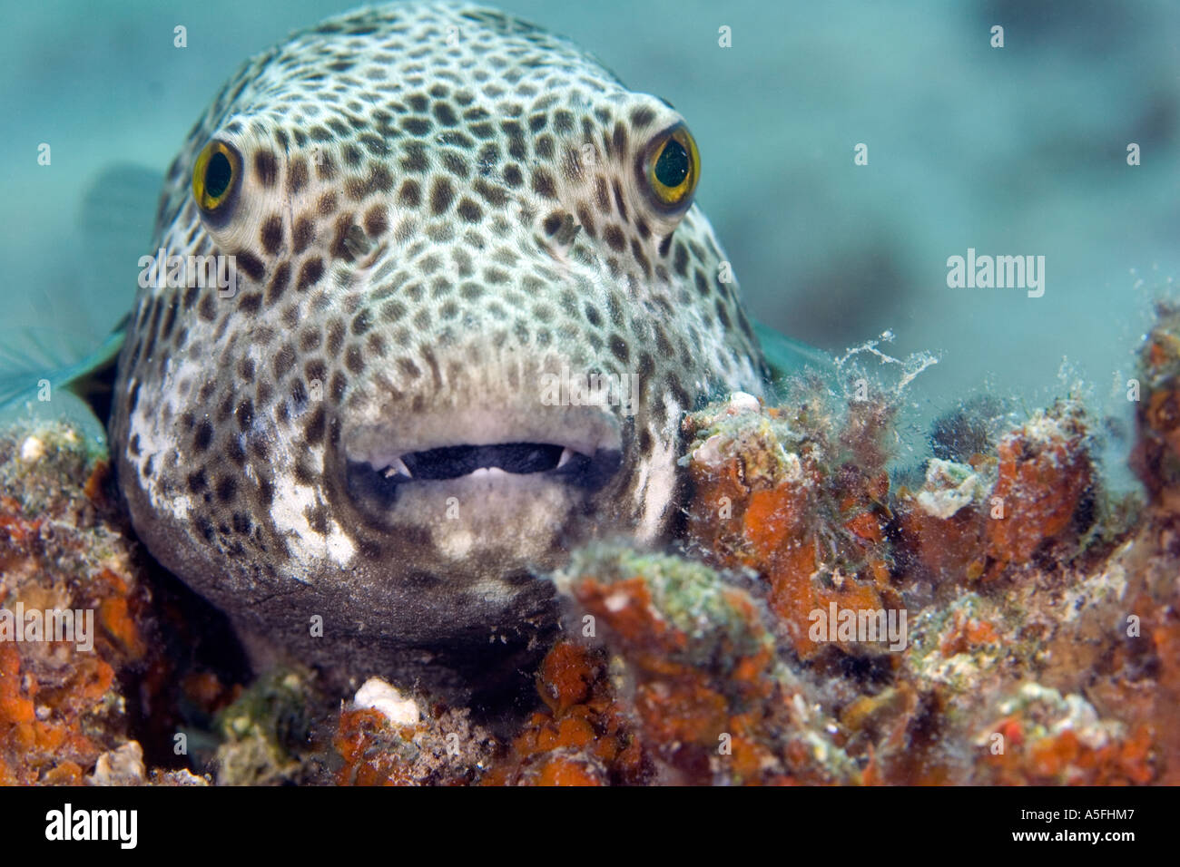 Un ciel étoilé poisson globe Arothron stellatus dans la mer Rouge près de Sharm el-Sheikh Égypte Photo par Adam Butler Banque D'Images