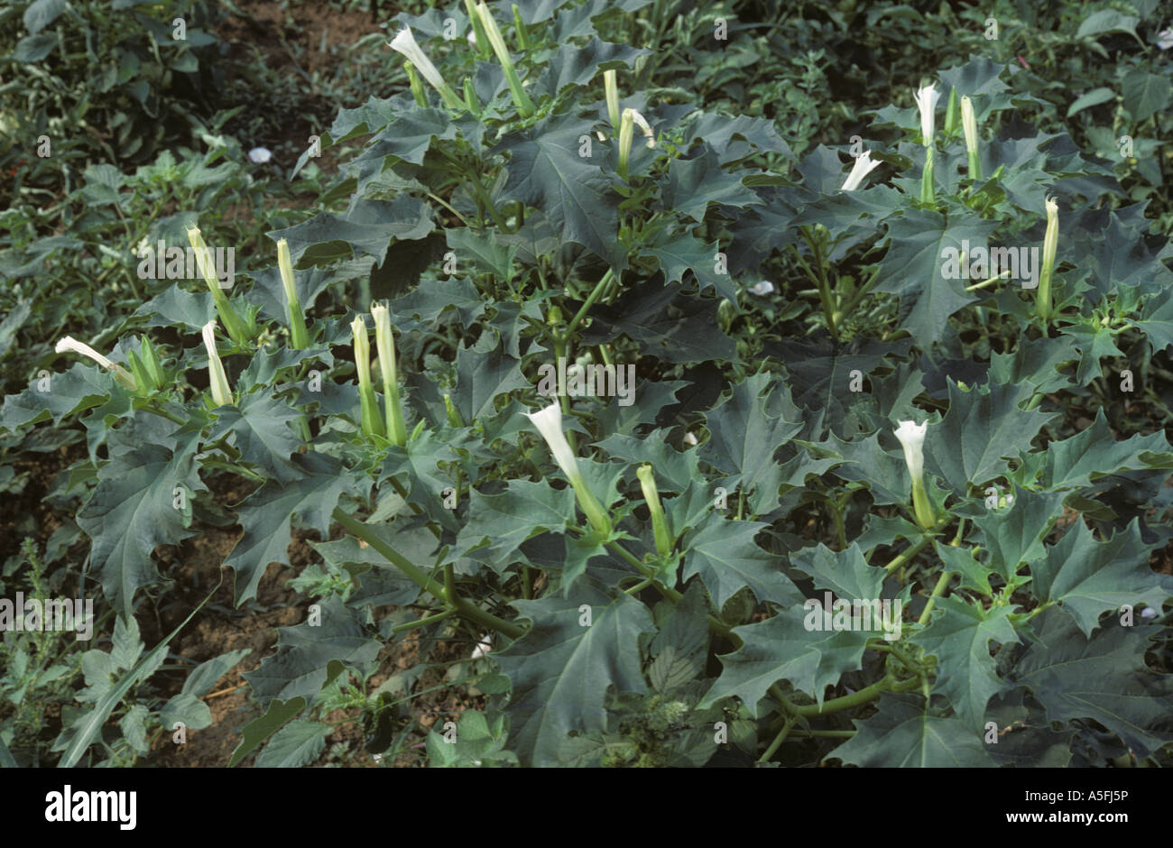 Thorn Apple ou la stramoine Datura stramonium plante hallucinogène toxique les mauvaises herbes, Grèce Banque D'Images