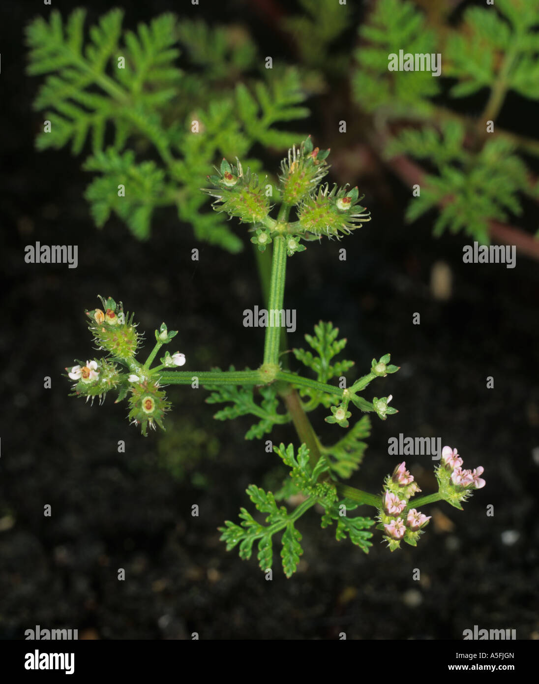 Petit bur Caucalis platycarpos persil fleurs fraises seedpod Banque D'Images