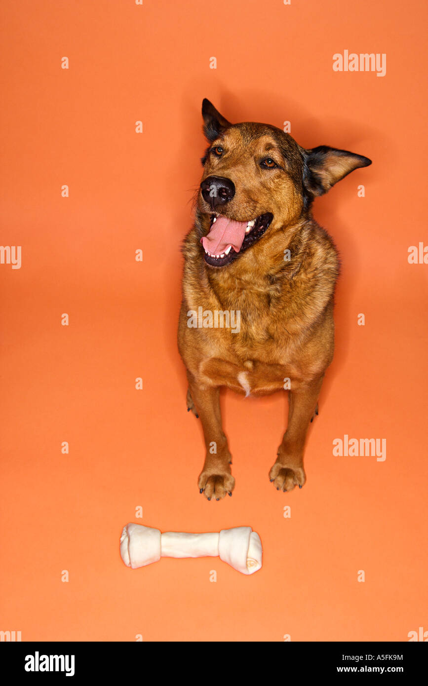 Brown Mixed breed dog sitting avec de gros os Banque D'Images