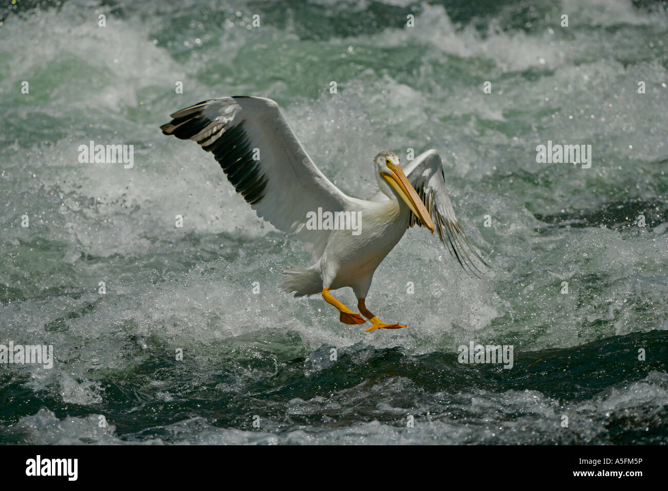 Pélican blanc (Pelecanus erythrorhynchos) Wyoming - USA - Vol au-dessus de la rivière d'exécution Banque D'Images