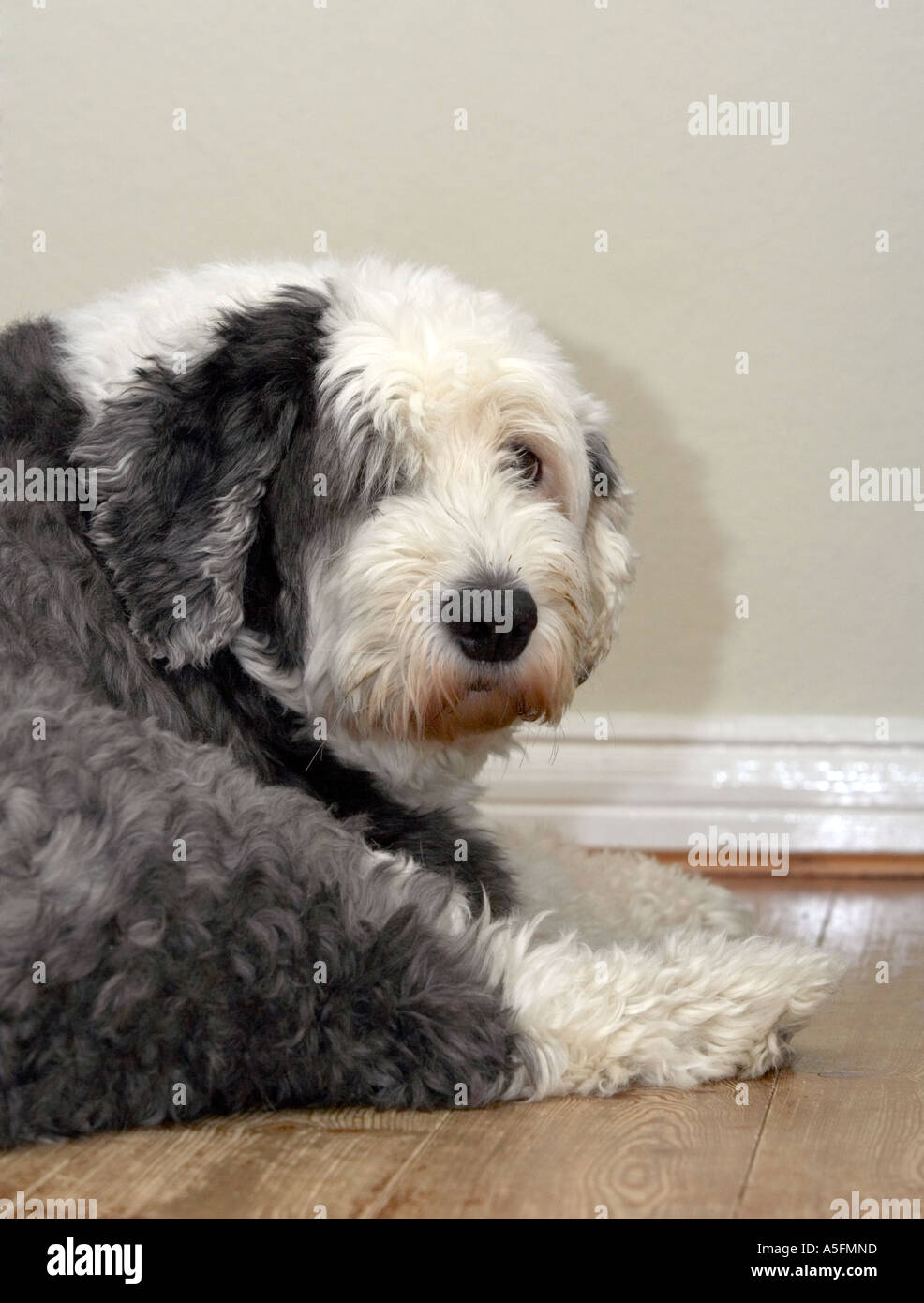 Old English Sheepdog (aussi connu sous le Bobtail) Banque D'Images