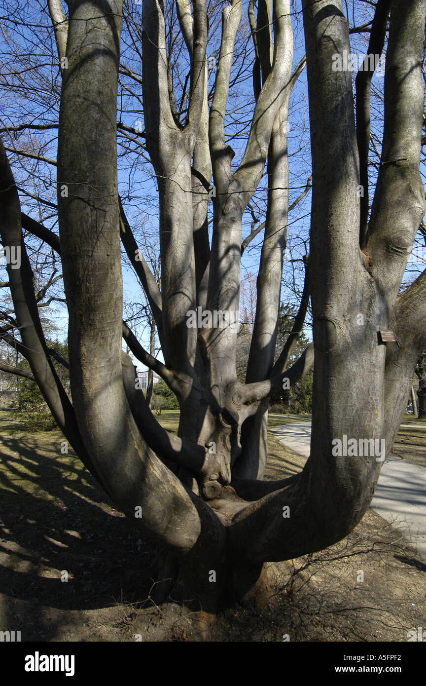 Zelkova Carpinifolia Orme du Caucase Olmo del Caucaso Jardine Botanique Genève Suisse Nano Calvo VWPics com Banque D'Images