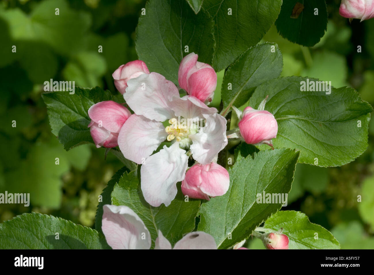 À propos de Apple Blossom fleur d'éclater en UK Banque D'Images