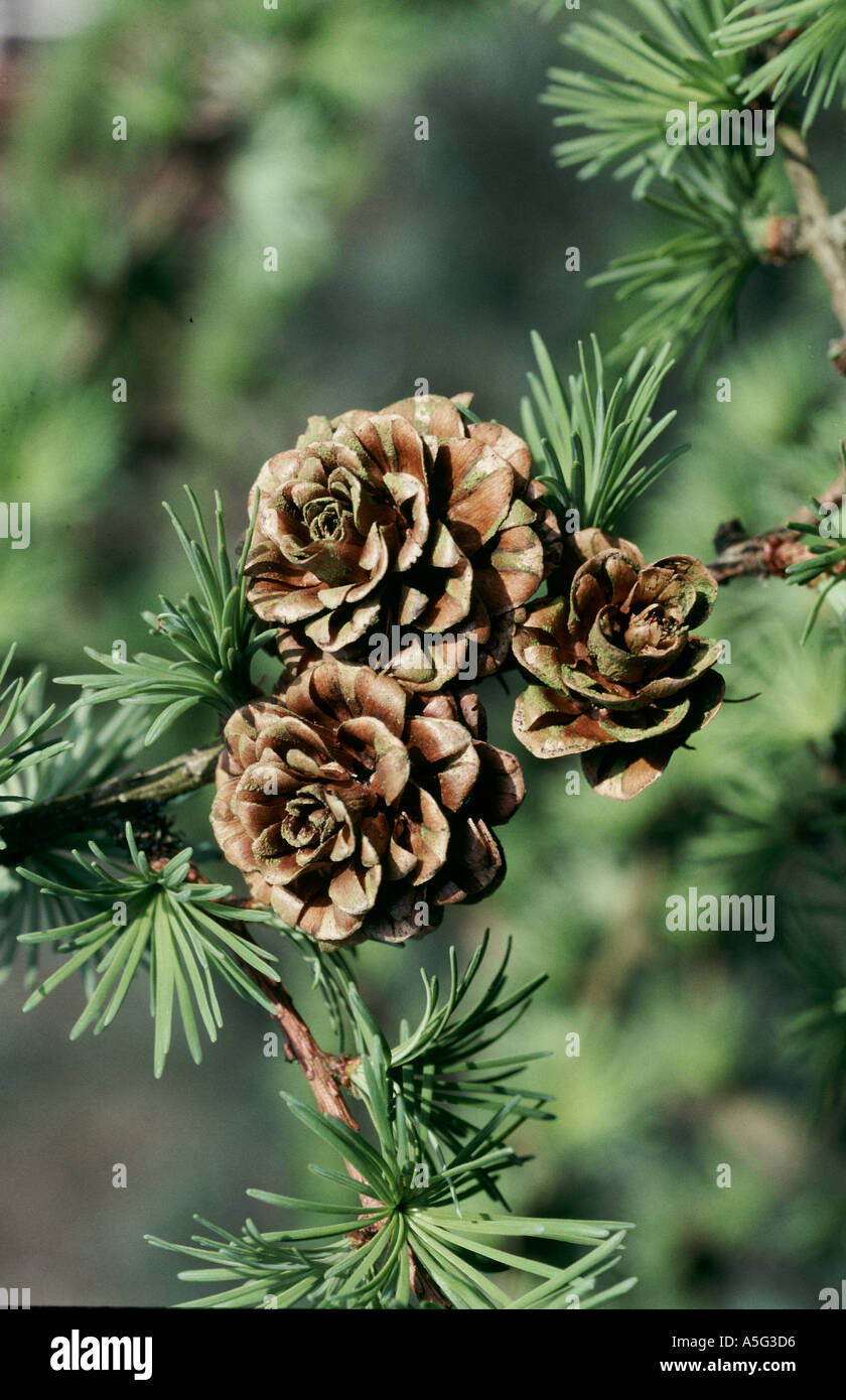 Cônes de mélèze Larix decidua sur tree in Spring Banque D'Images