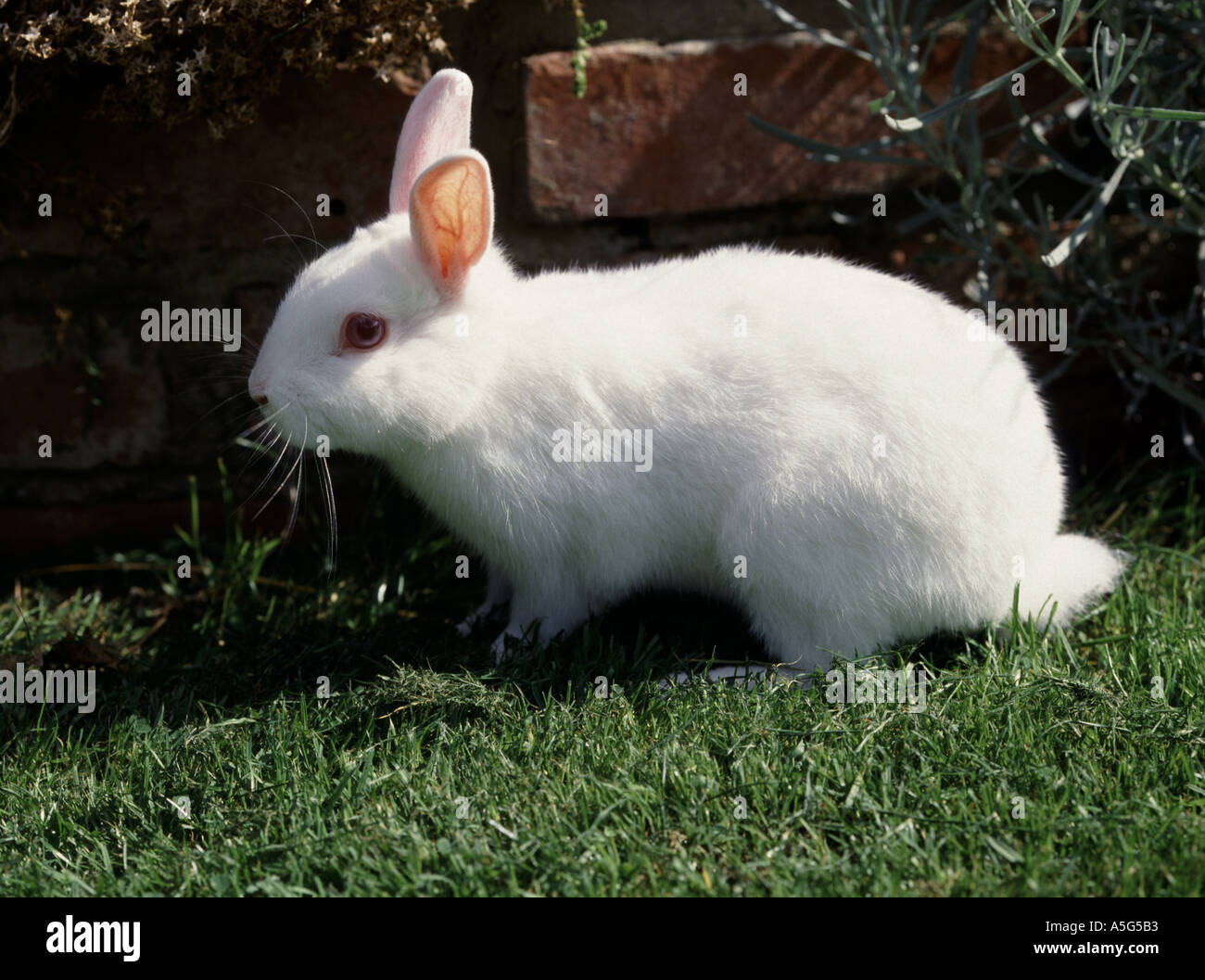 Close up of small white lapin domestique sur la pelouse Banque D'Images
