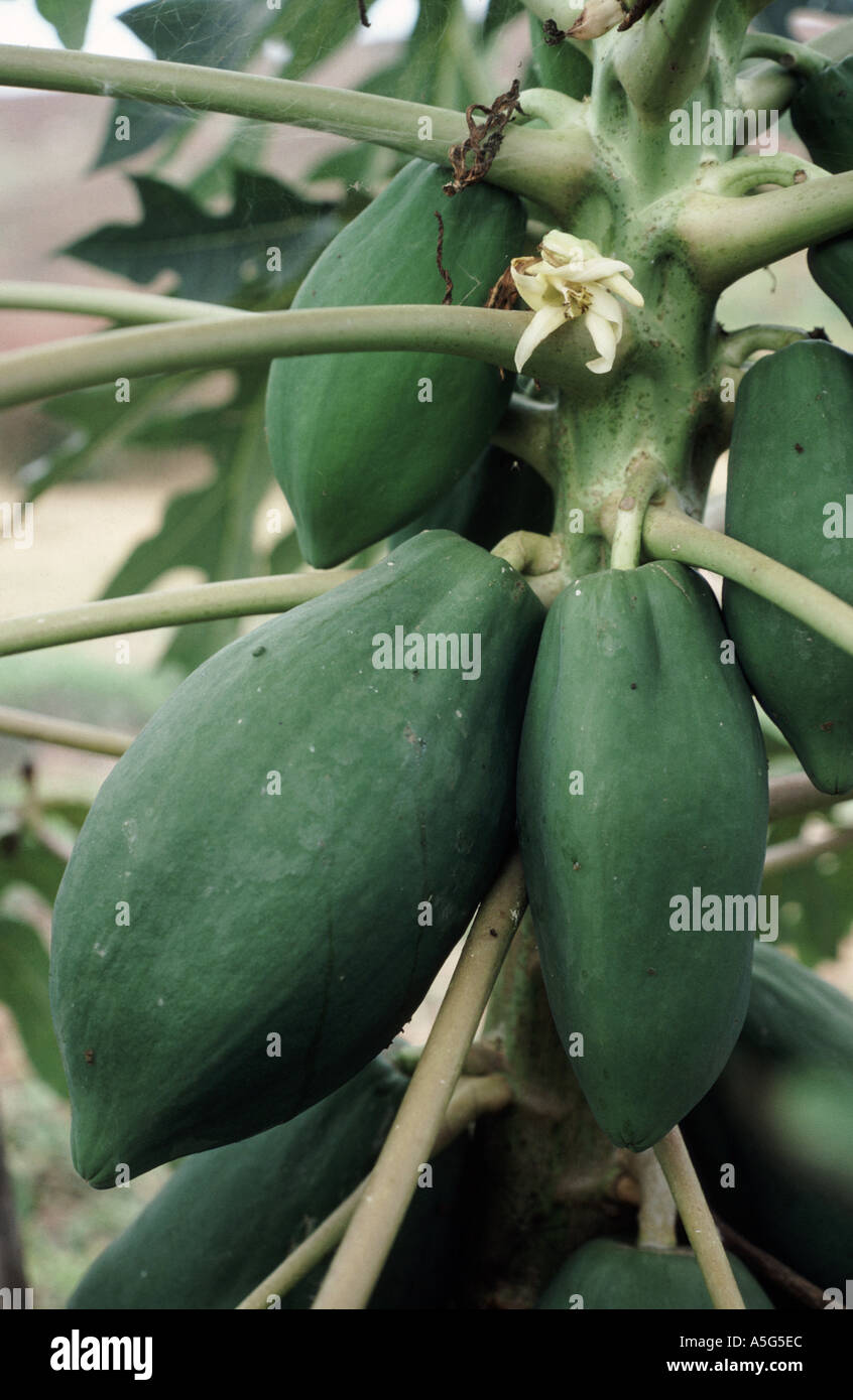 Carica papaya fruit sur plusieurs fruits de l'arbre sur tige close up Banque D'Images